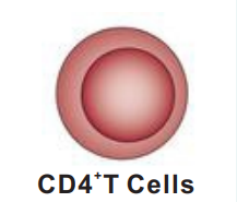 CD4 T Cells.png