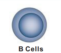 B Cells