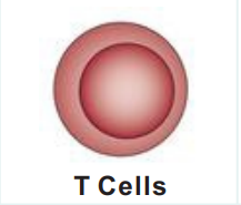 T Cells