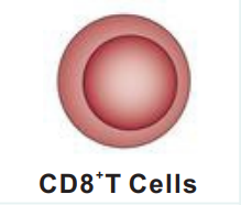 CD8 Cells.png