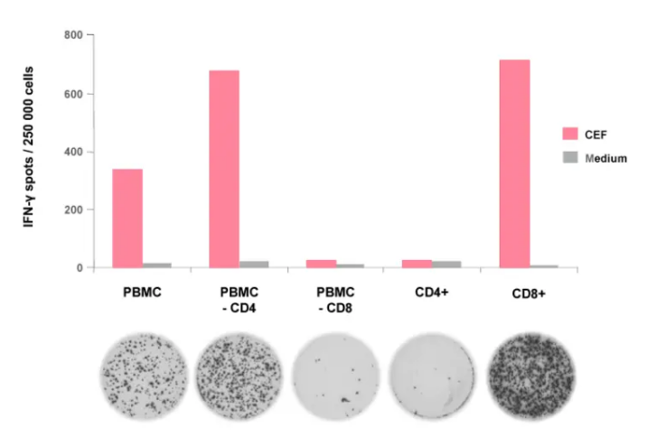 PepPool: CEF (CD8), human明显刺激CD8 T细胞