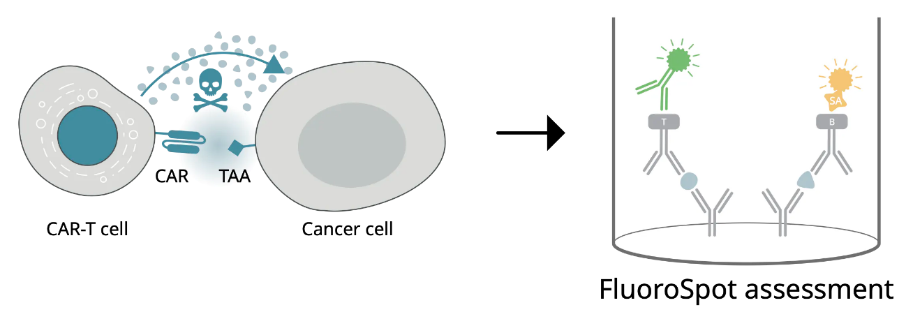 FluoroSpot评价CAR-T细胞的功能