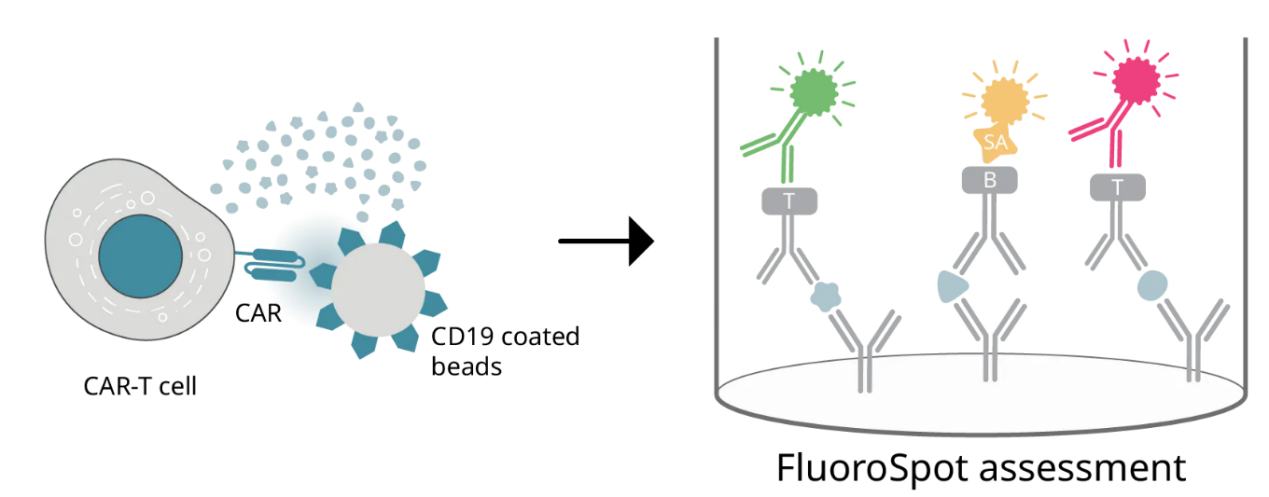 CD19包被的beads与靶向CD19的CAR-T细胞共培养