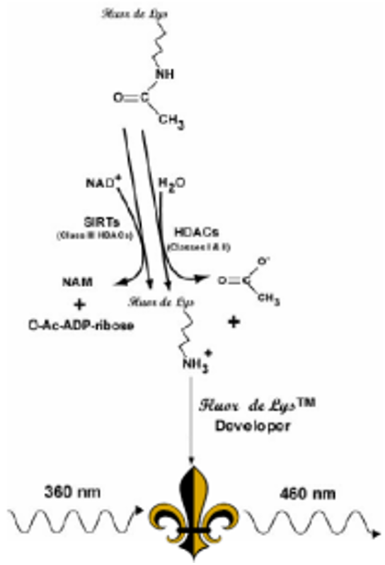 Figure 1.png