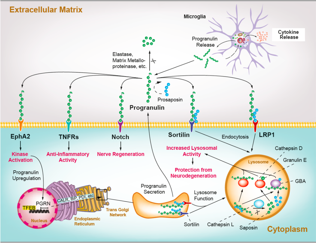 前颗粒蛋白（Progranulin，PGRN）信号通路示意图