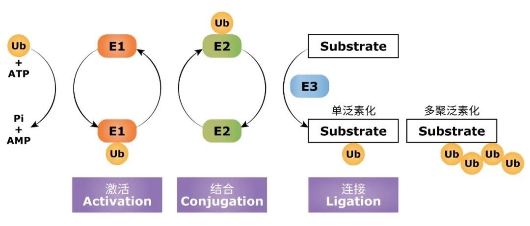 泛素.jpg